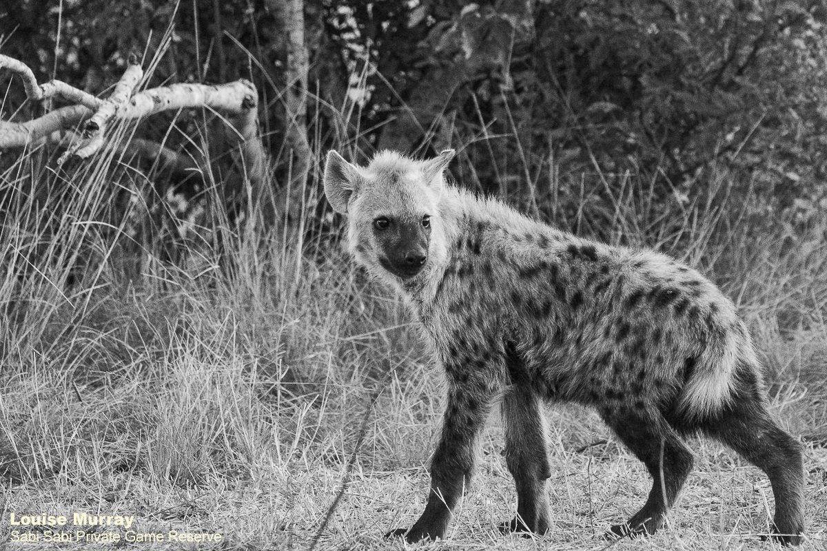 28Louise Murray Giraffe Kill 23062019 11 Final 28Louise Murray Giraffe Kill 23062019 11 Final