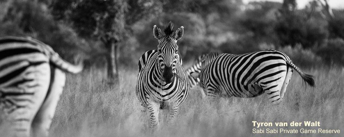 30Tyron Van Der Walt Zebras Monochrome 2 Final 30Tyron Van Der Walt Zebras Monochrome 2 Final