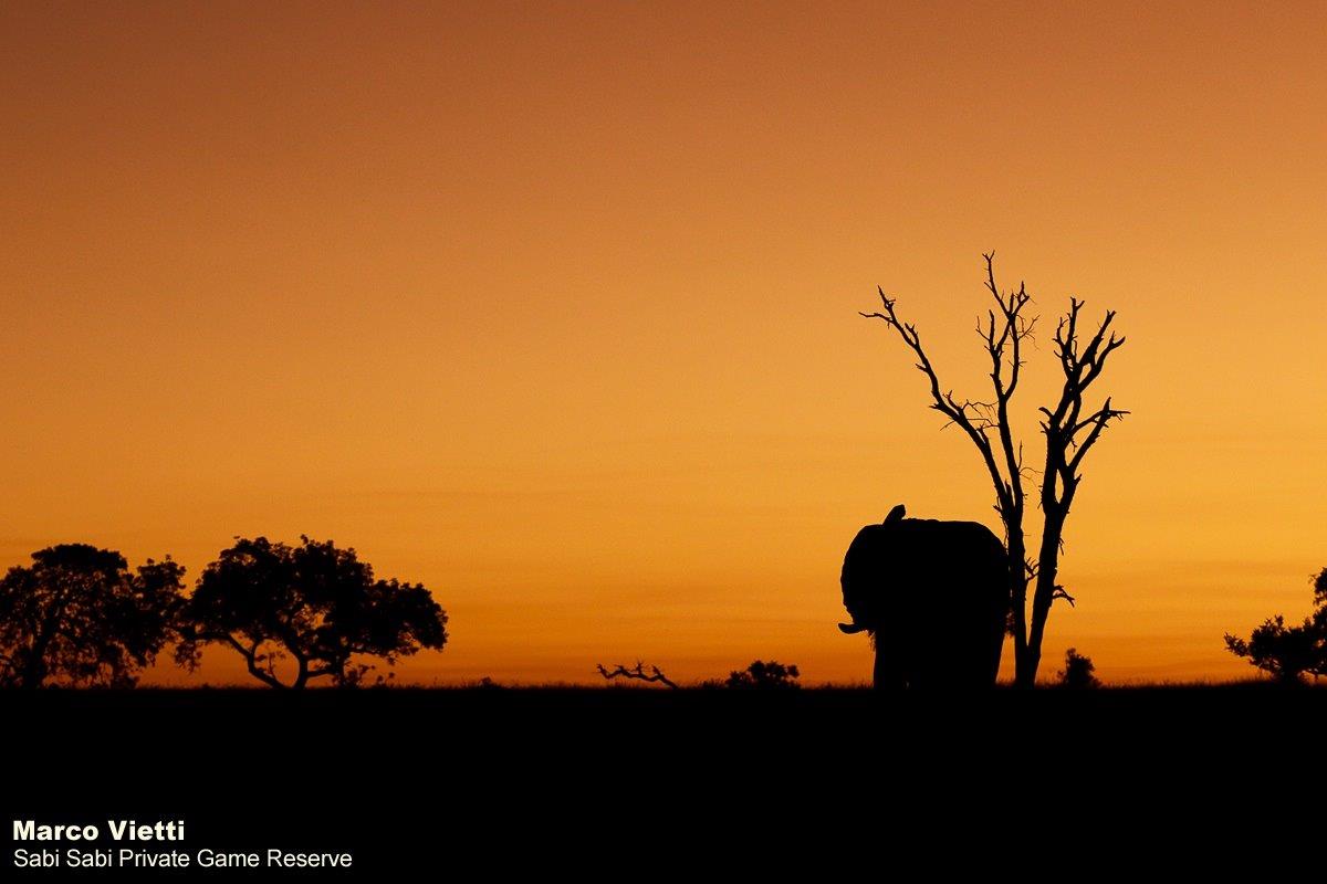 31Marco Vietti Elephant Sunset 260220 Final 31Marco Vietti Elephant Sunset 260220 Final