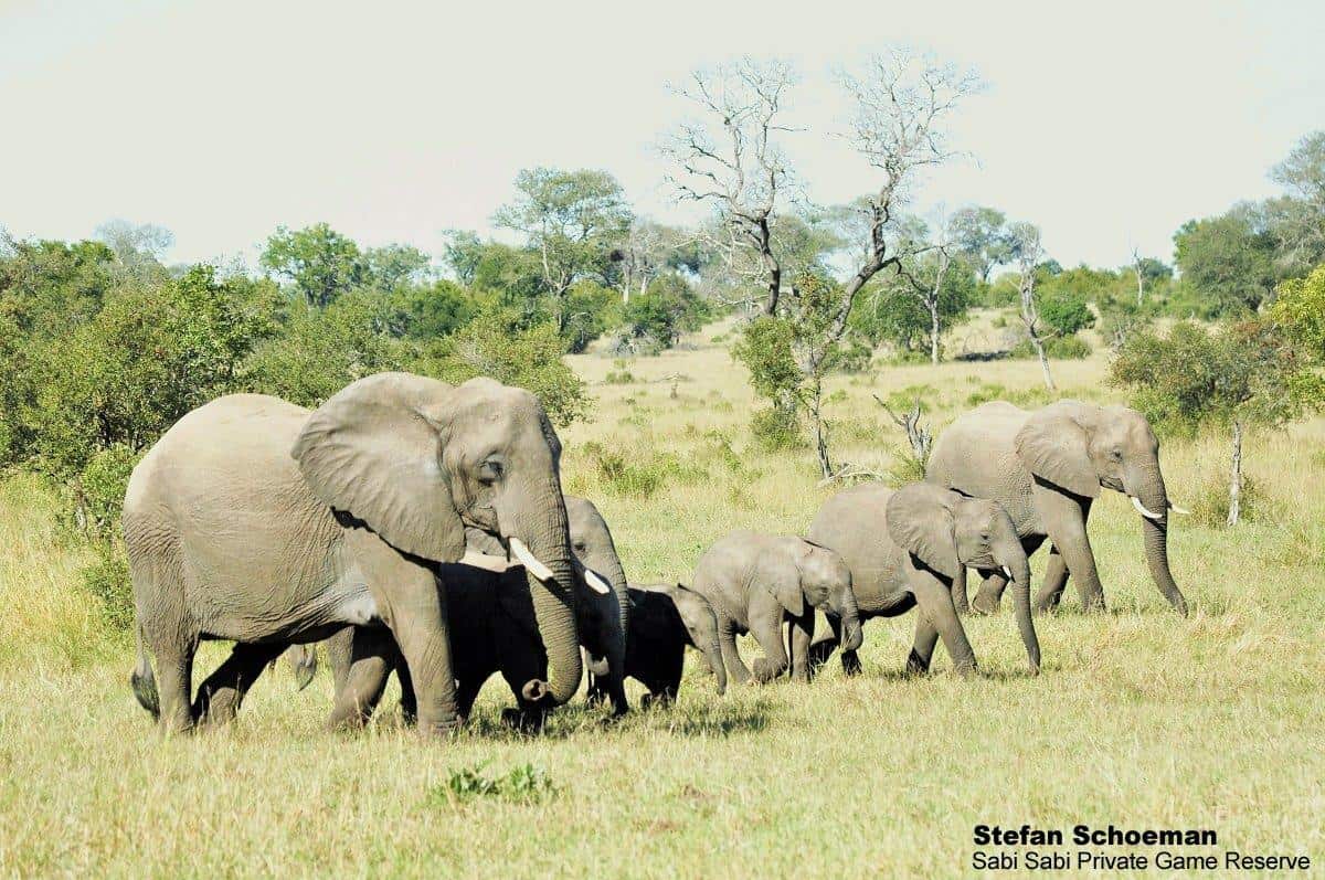 36Stefan Schoeman Elephants Row Final 36Stefan Schoeman Elephants Row Final