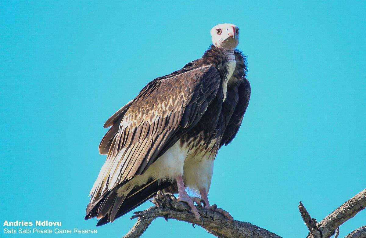 36andries.ndlovu Vulture.white Headed 27.2.20 Final 36andries.ndlovu Vulture.white Headed 27.2.20 Final