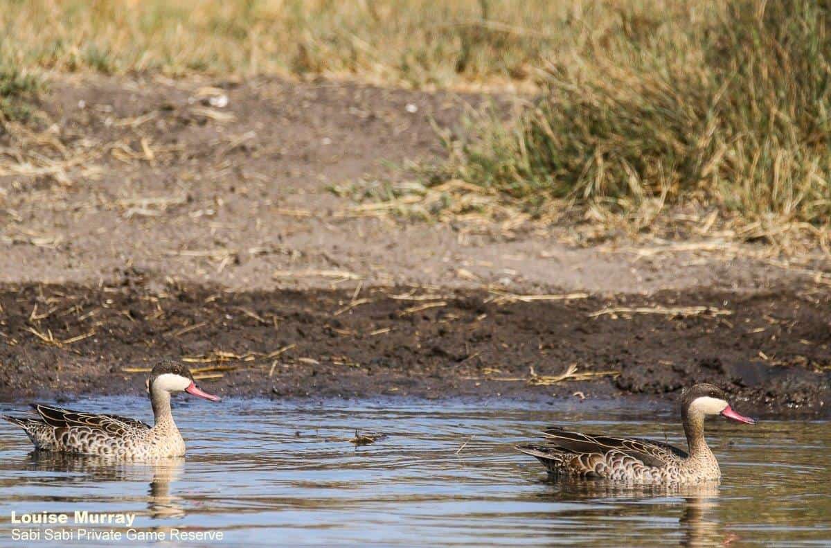 39Louise Murray Red Billed Teal 24032020 Final 39Louise Murray Red Billed Teal 24032020 Final