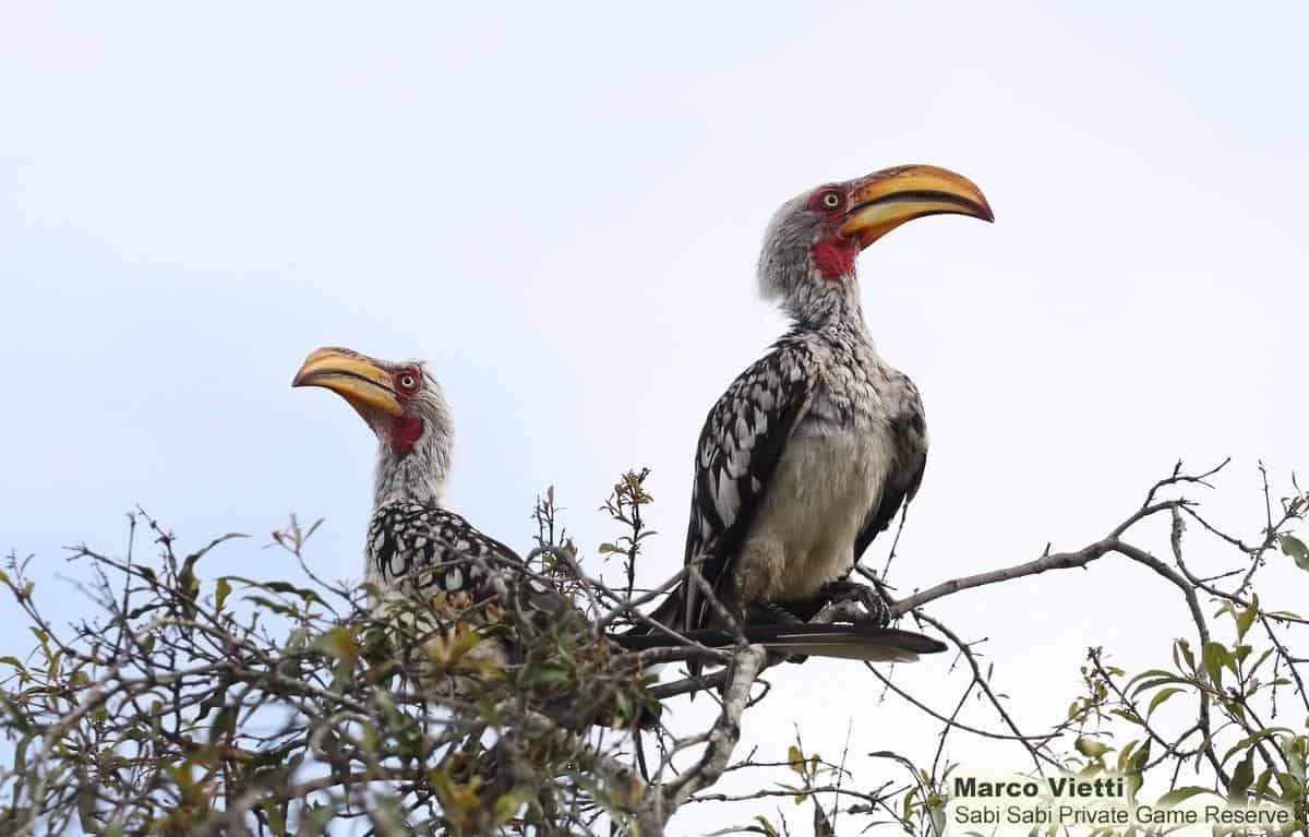 40Marco Vietti Southern Yellow Billed Hornbill 150220 Final 40Marco Vietti Southern Yellow Billed Hornbill 150220 Final