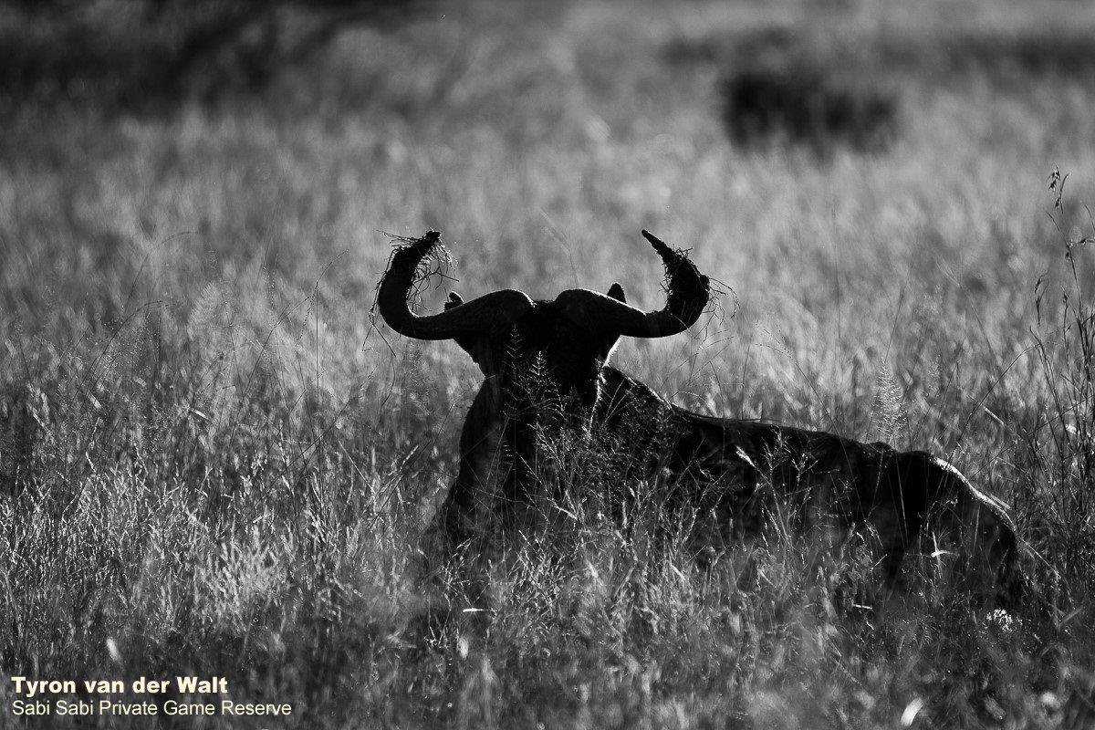 40Tyron Van Der Walt Wildebeest Monochrome Final 40Tyron Van Der Walt Wildebeest Monochrome Final