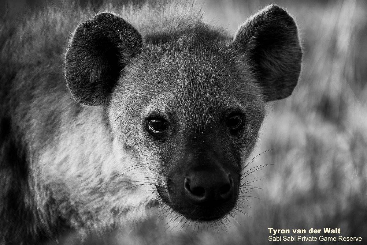 47Tyron Van Der Walt Hyena Monochrome Final 47Tyron Van Der Walt Hyena Monochrome Final
