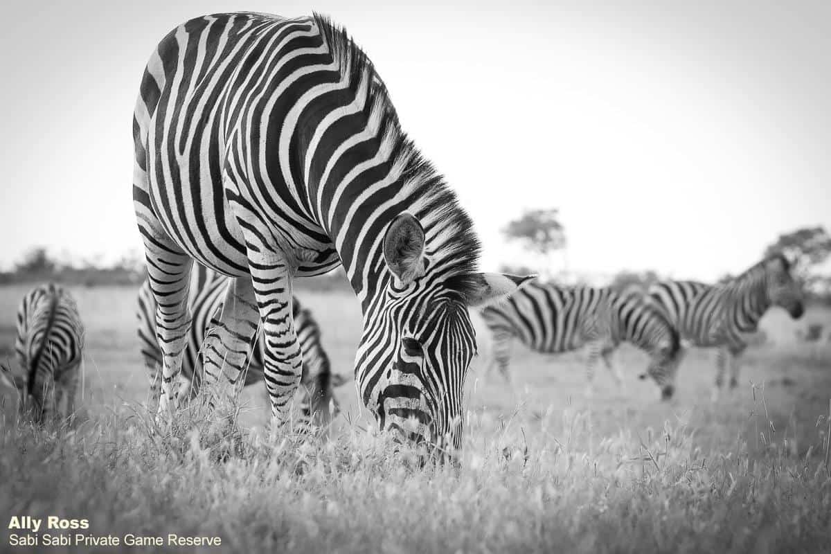 50Ally Ross 20200507 Monochrome Zebra Final 50Ally Ross 20200507 Monochrome Zebra Final