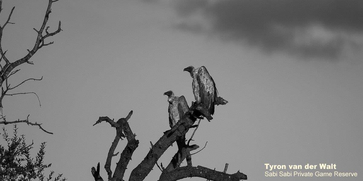 51Tyron Van Der Walt White Backed Vultures Monochrome Final 51Tyron Van Der Walt White Backed Vultures Monochrome Final