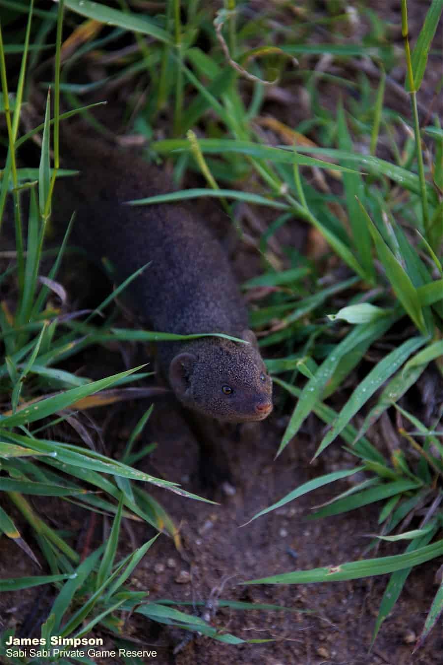 01James Simpson Dwarf Mongoose Final 01James Simpson Dwarf Mongoose Final