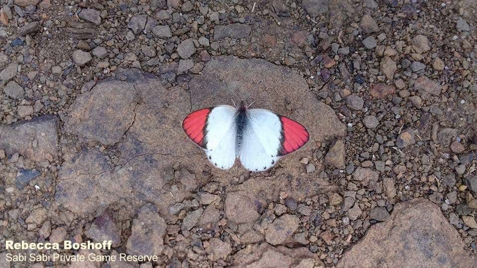 03Rebecca Boshoff Scarlet Tip 1 Final