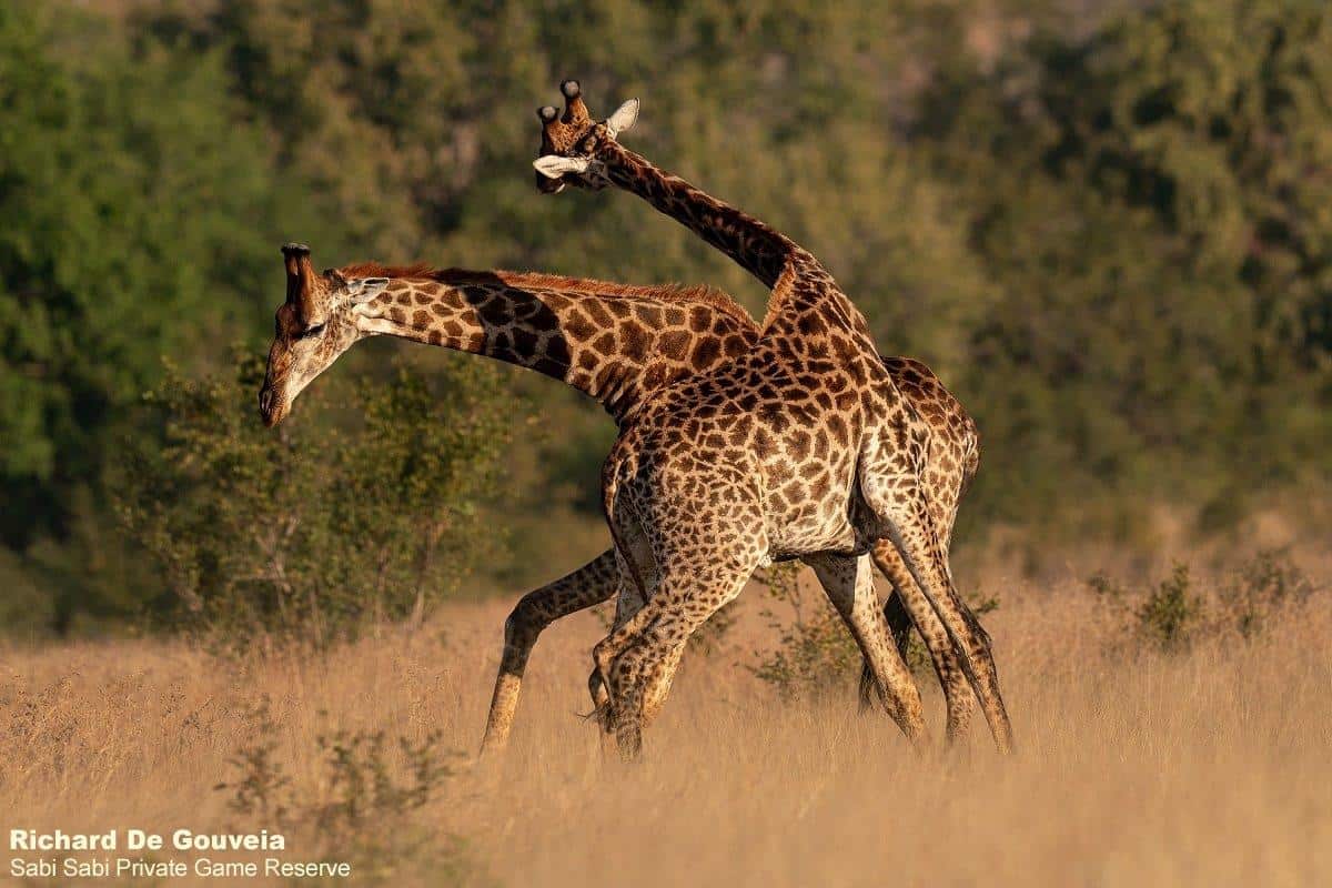 03Richard Giraffe Fighting Final 03Richard Giraffe Fighting Final