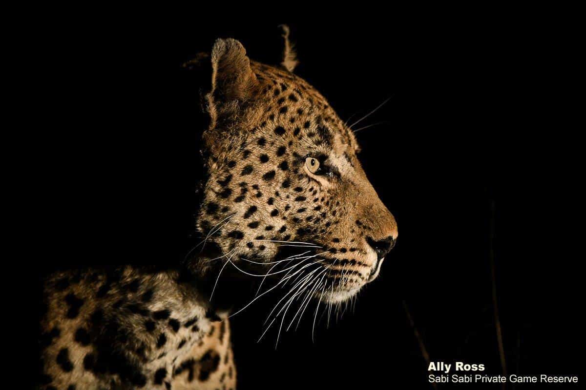 04Ally Ross 202000607 Maxabene 01  Final