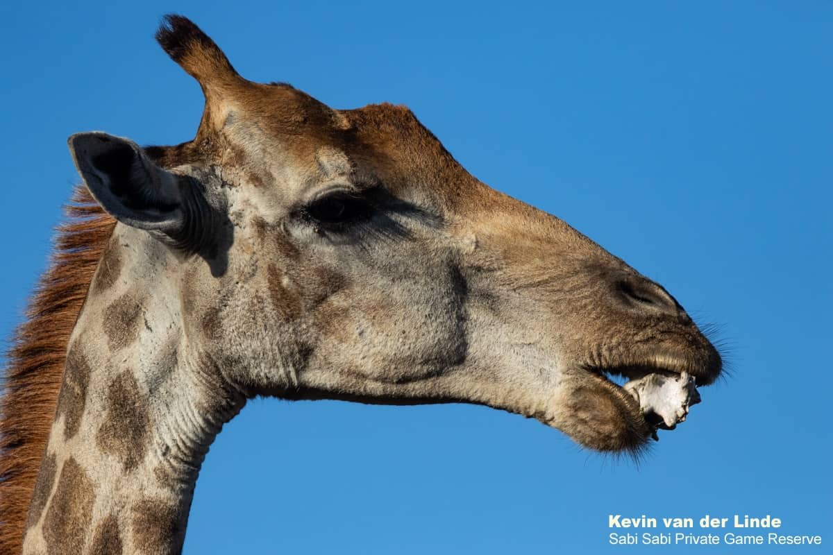 05Kevin Van Der Linde Giraffe 08112018 Final 05Kevin Van Der Linde Giraffe 08112018 Final