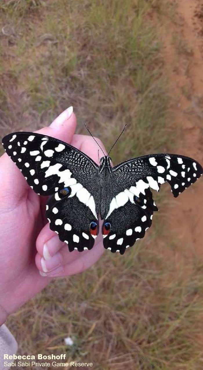 05Rebecca Boshoff Citrus Swallowtail Final 05Rebecca Boshoff Citrus Swallowtail Final