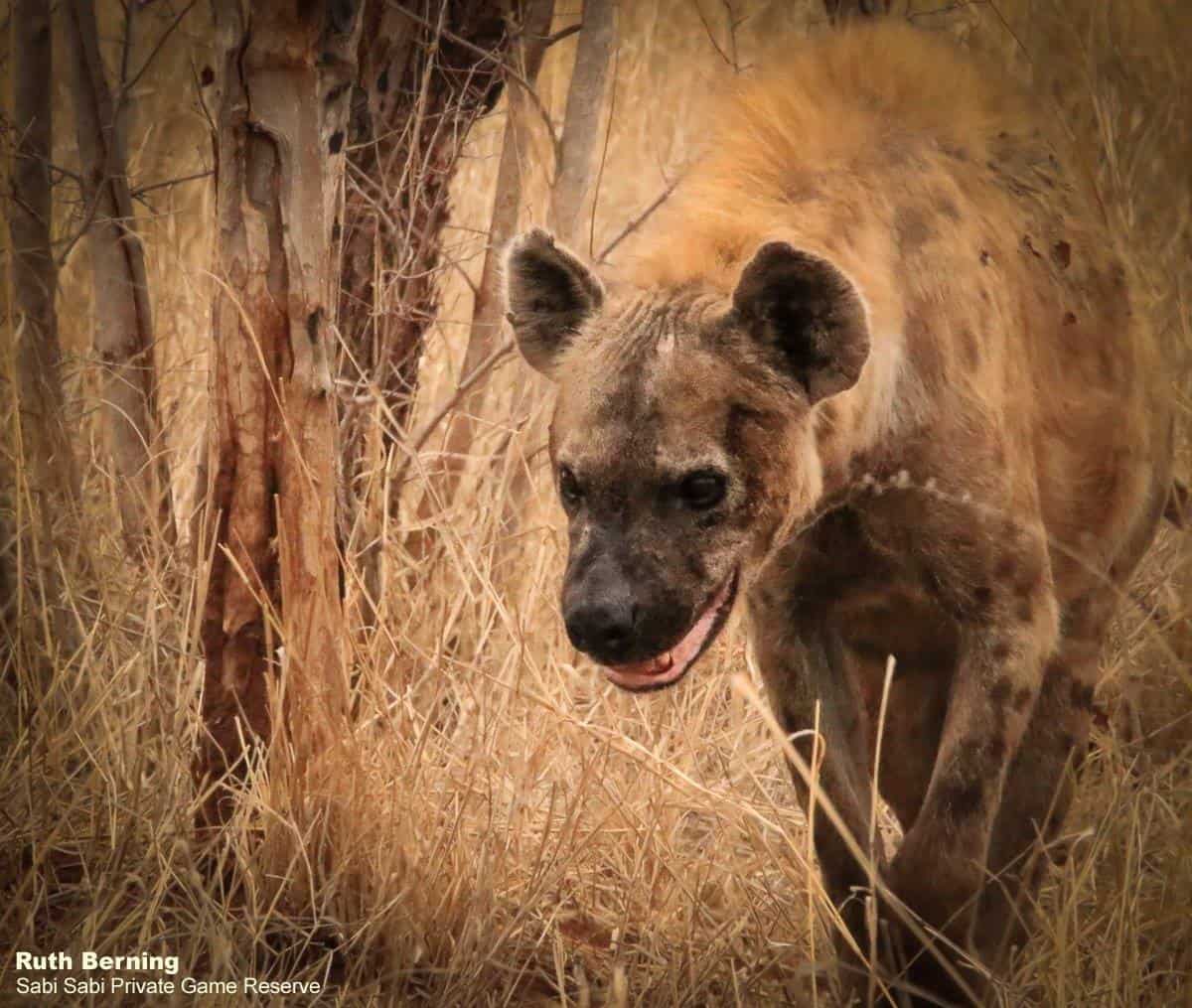 05Ruth Berning Scotia And Cub Hyena 06 2019 10 Final 05Ruth Berning Scotia And Cub Hyena 06 2019 10 Final
