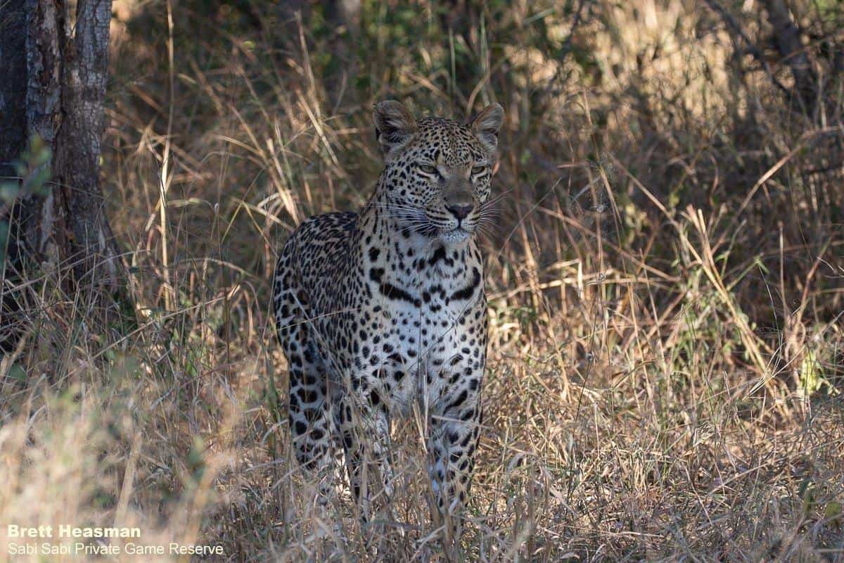 06Brett Heasman Ntsumi 27052020 2 Final