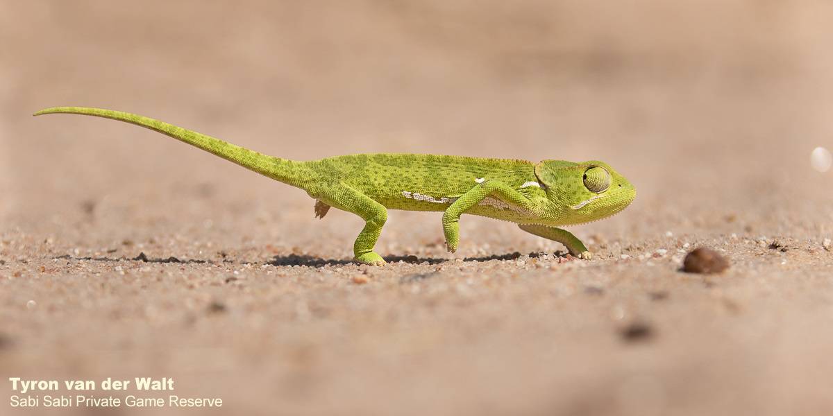 10Tyron Van Der Walt Chameleon 300320 2 Final 10Tyron Van Der Walt Chameleon 300320 2 Final