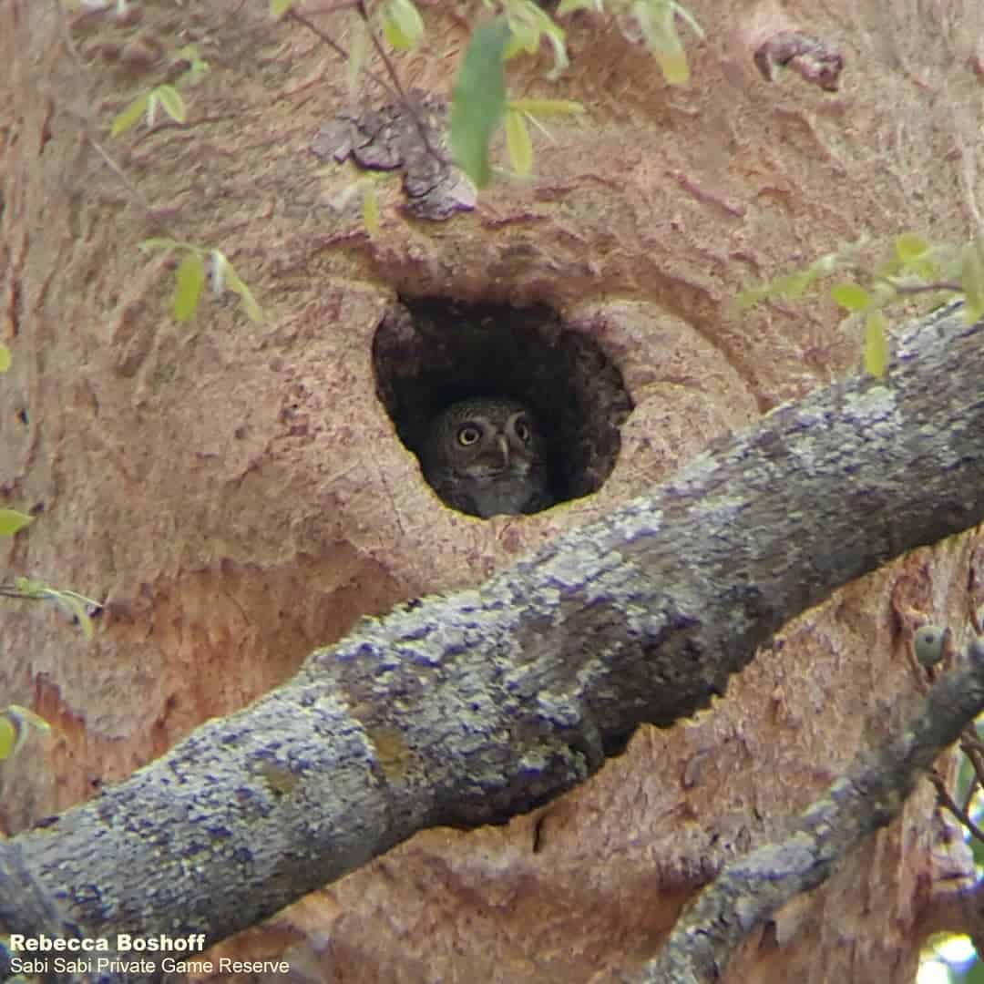 11Rebecca Boshoff African Barred Owlet Final 11Rebecca Boshoff African Barred Owlet Final