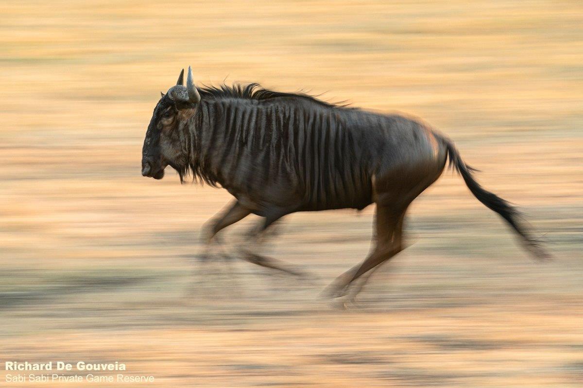 12Richard Wildebeest Final 12Richard Wildebeest Final
