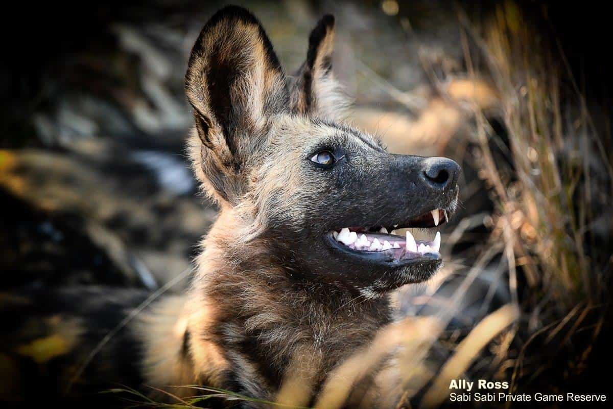 15Ally Ross 202000602 Wild Dog 03  Final