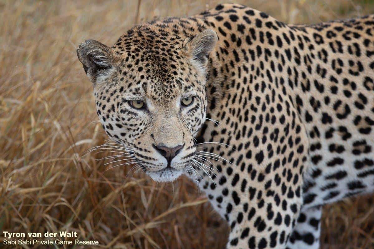 24Tyron Van Der Walt White Dam 170620 3 Final