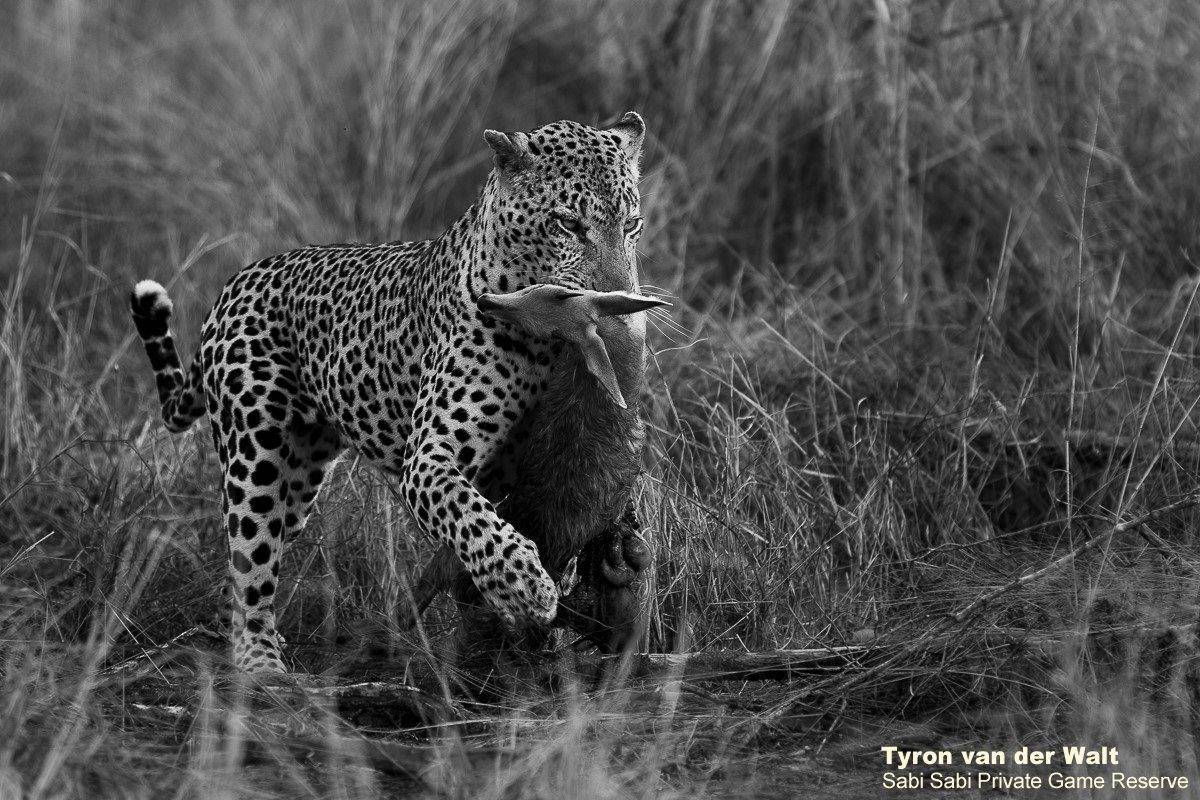34Tyron Van Der Walt Xovo Monochrome 1 Final 34Tyron Van Der Walt Xovo Monochrome 1 Final