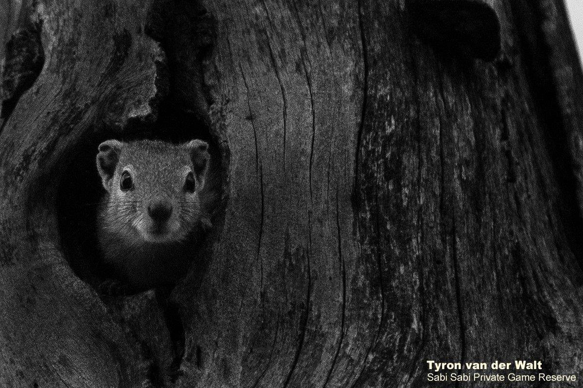 35Tyron Van Der Walt Squirrel Monochrome Final 35Tyron Van Der Walt Squirrel Monochrome Final