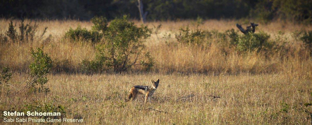 35stefan Schoeman Jackal 28052020 Final