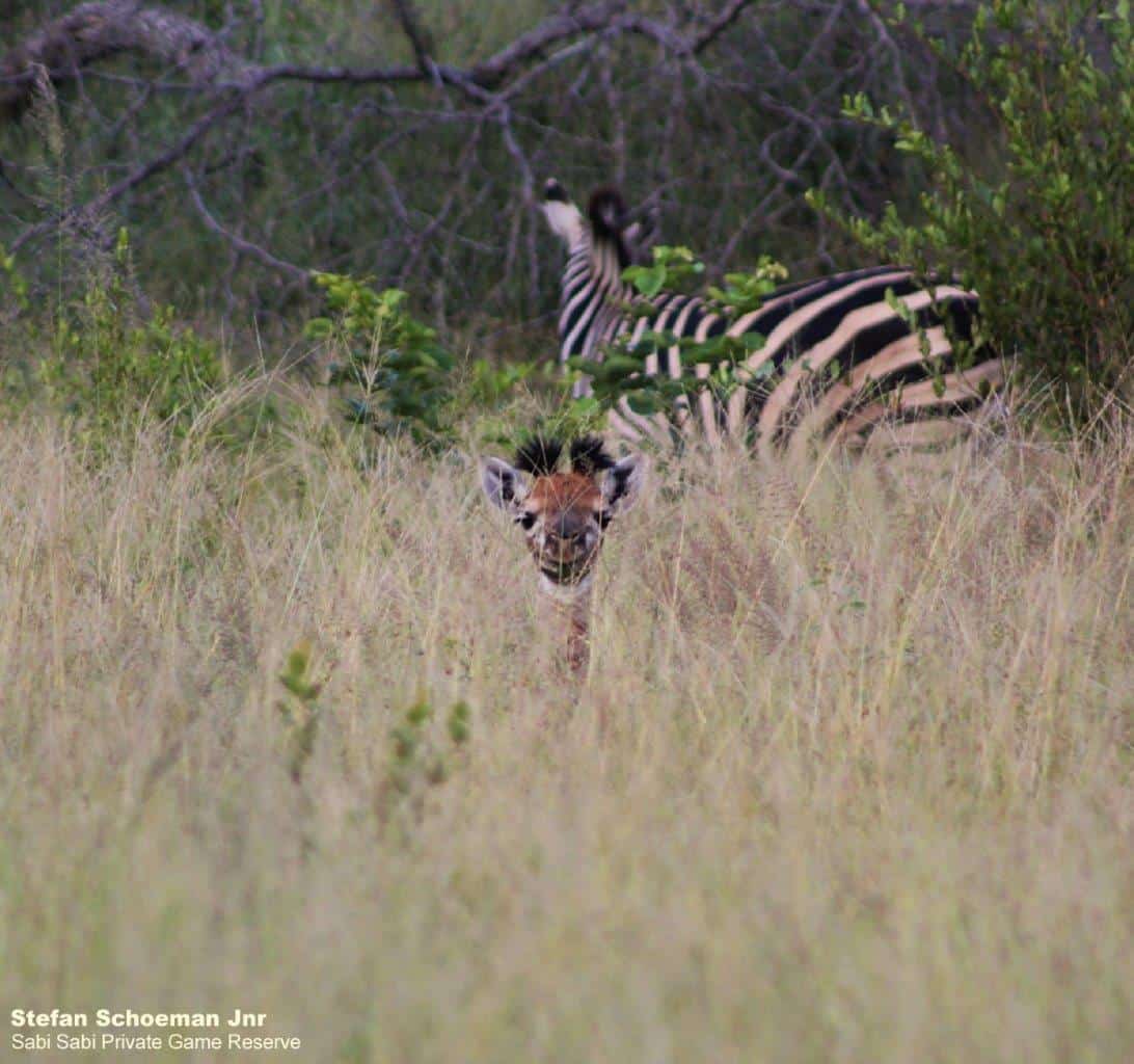 37Stefan Schoeman Jnr Giraffe Hiding Final