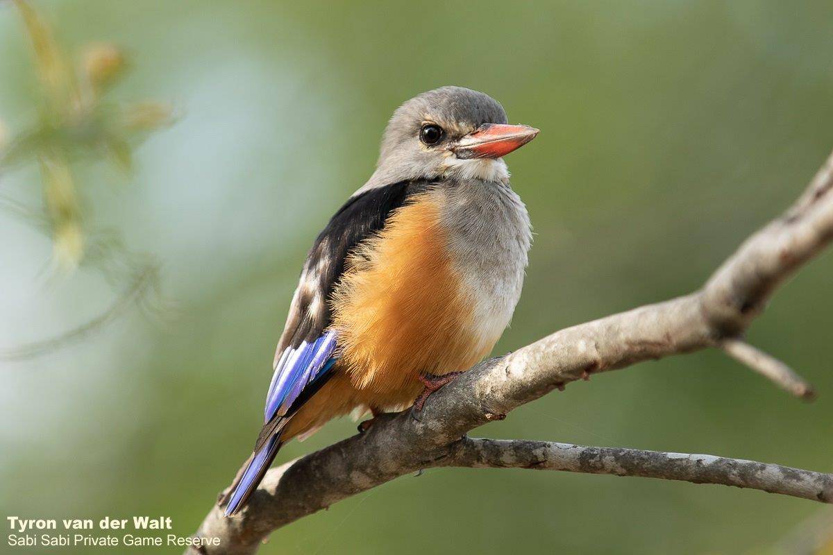 38Tyron Van Der Walt Grey Headed Kingfisher 230320  Final