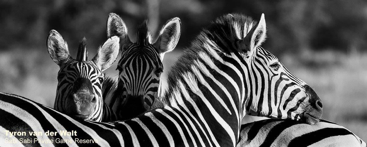 38Tyron Van Der Walt Zebras Monochrome 1 Final