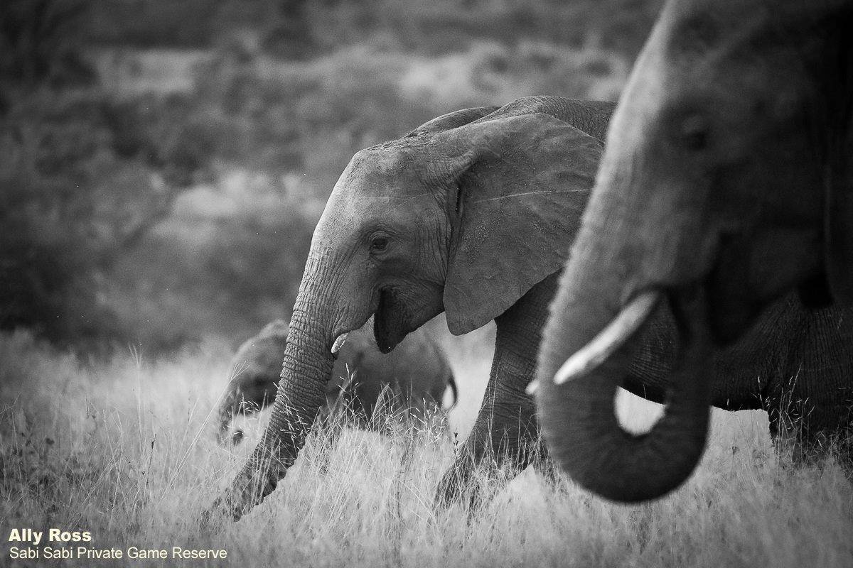 40Ally Ross 20200512 Elephant Monochrome Final 40Ally Ross 20200512 Elephant Monochrome Final