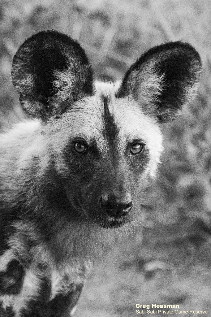 42Greg Heasman Wilddogs 25052020 BW Final