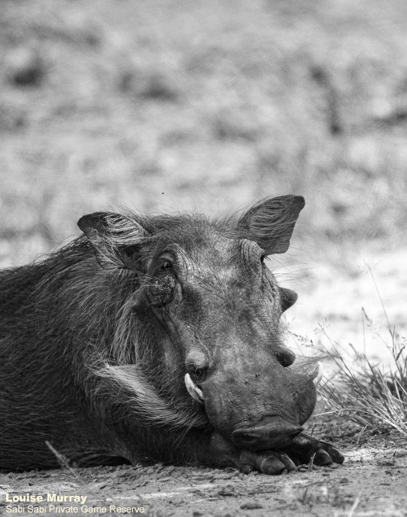 43Louise Murray Warthog 05042020 BW Final 43Louise Murray Warthog 05042020 BW Final