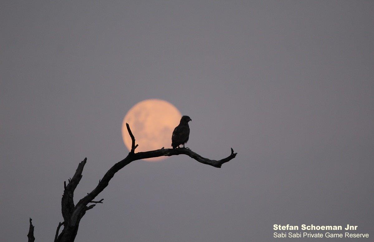43Stefan Schoeman Jnr Full Moon Rising Final 43Stefan Schoeman Jnr Full Moon Rising Final