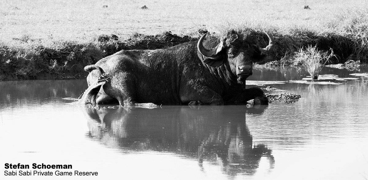 44Stefan Schoeman Buffalo 11052020 Final