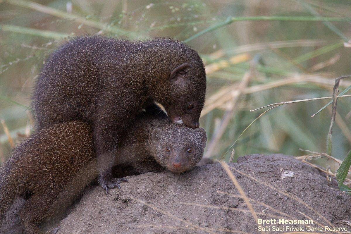 46Brett Heasman Mongoose 21032020 2 Final