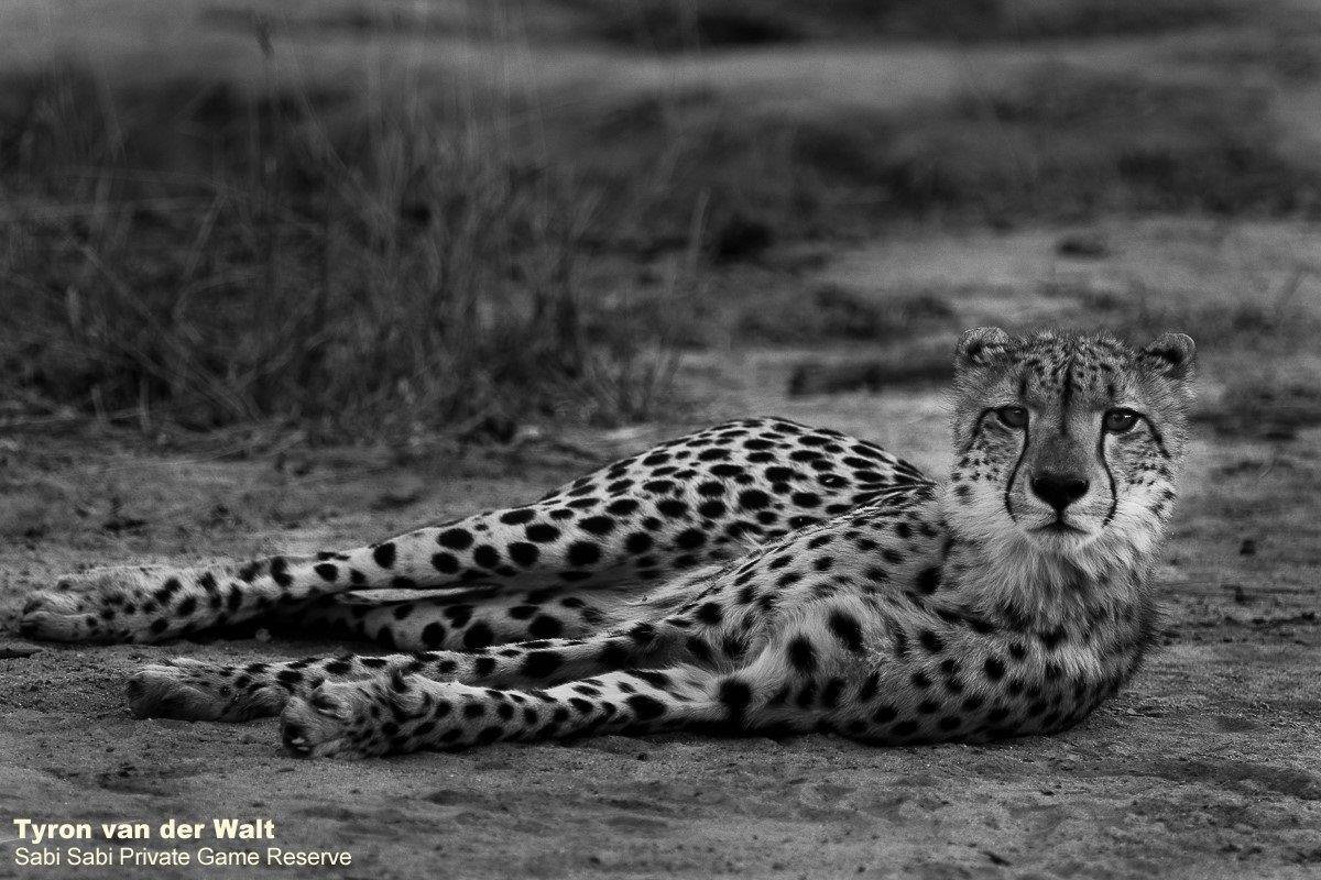 54Tyron Van Der Walt Cheetah Monochrome 2 Final