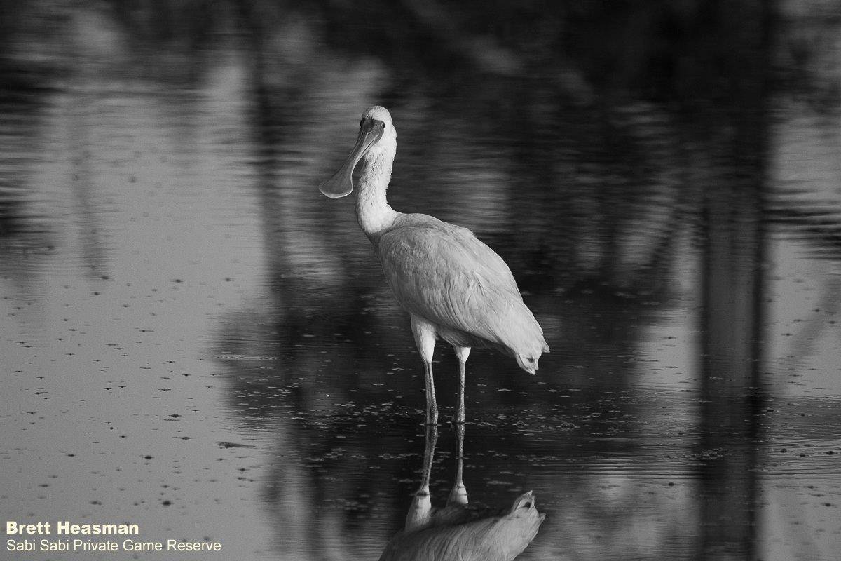 55Brett Heasman African Spoonbill 04062020 Bw Final