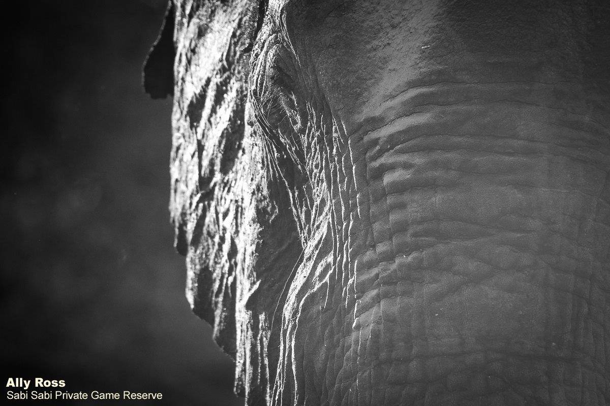 56Ally Ross 20200507 Monochrome Eleohant  Final