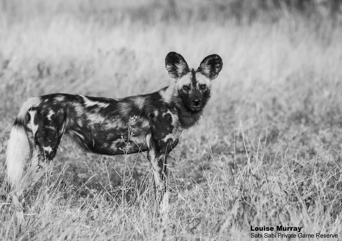 57Louise Murray Wild Dogs 13052020 BW Final