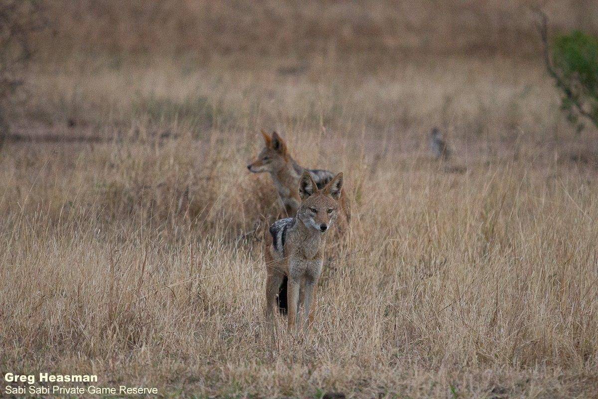 01Greg Heasman Black Backed Jackal 010720 1 Final 01Greg Heasman Black Backed Jackal 010720 1 Final