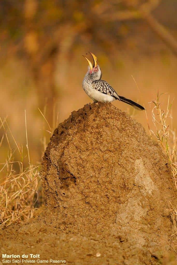 09Marlon Du Toit YBHornbill 04072020 Final 09Marlon Du Toit YBHornbill 04072020 Final