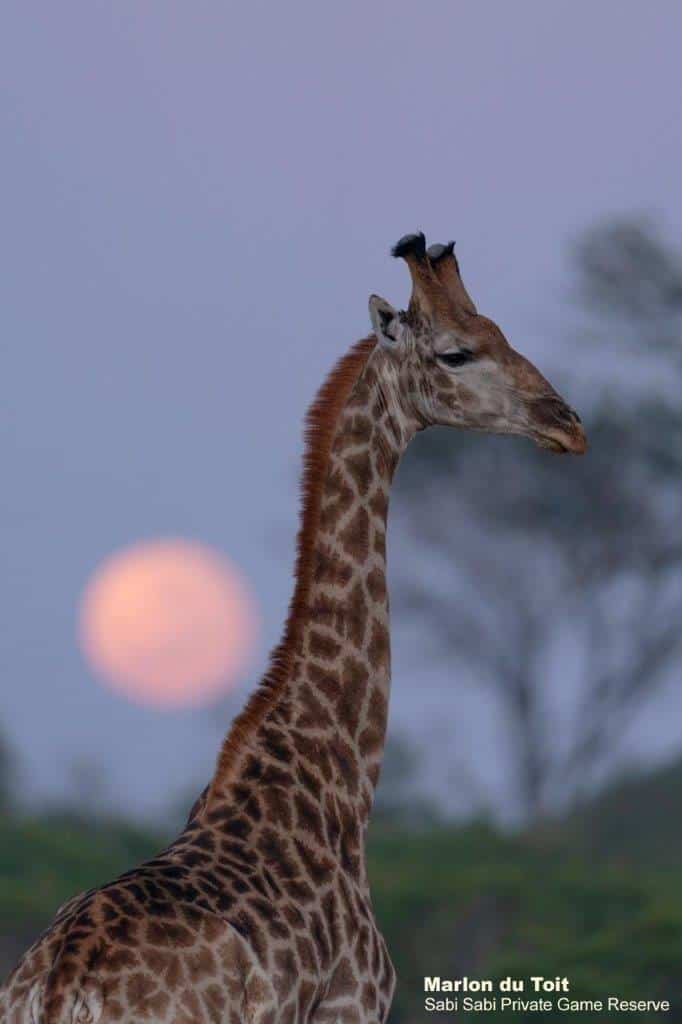 10Marlon Du Toit Giraffe Sunset 06072020 Final 10Marlon Du Toit Giraffe Sunset 06072020 Final