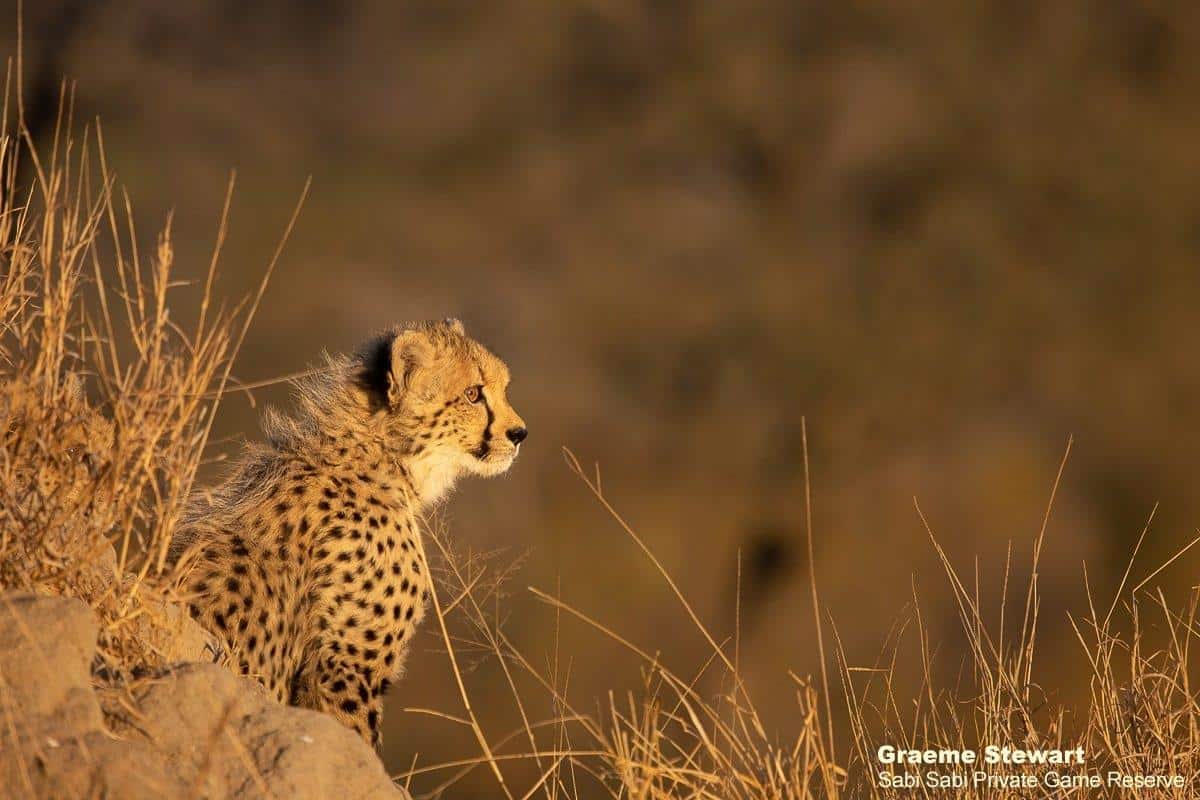 12Graeme Stewart Cheetah Cubs 150720  Final 12Graeme Stewart Cheetah Cubs 150720  Final