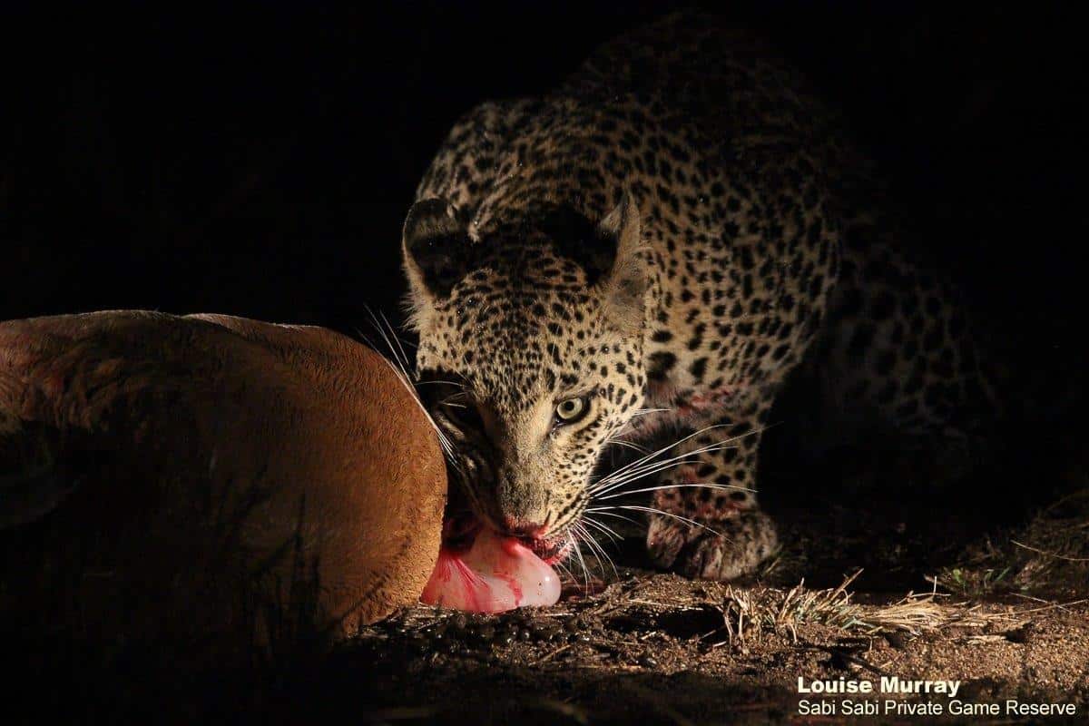 13Louise Murray Ntsumi 27052020 12 Final