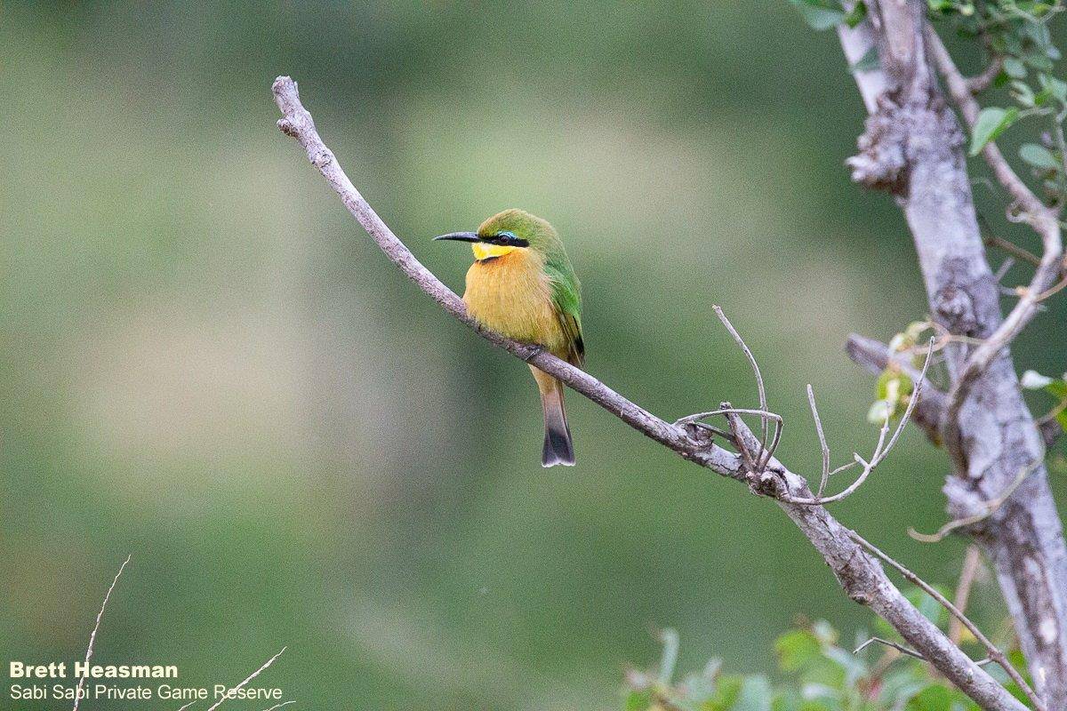 23Brett Heasman Bee Eater 04042020 2 Normal Final