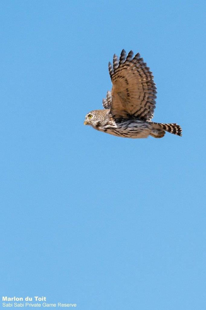 25Marlon Du Toit Pearl Spotted Owlet 07072020 Final