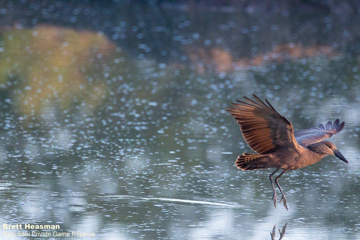 26Brett Heasman Hamerkop 04062020  Final