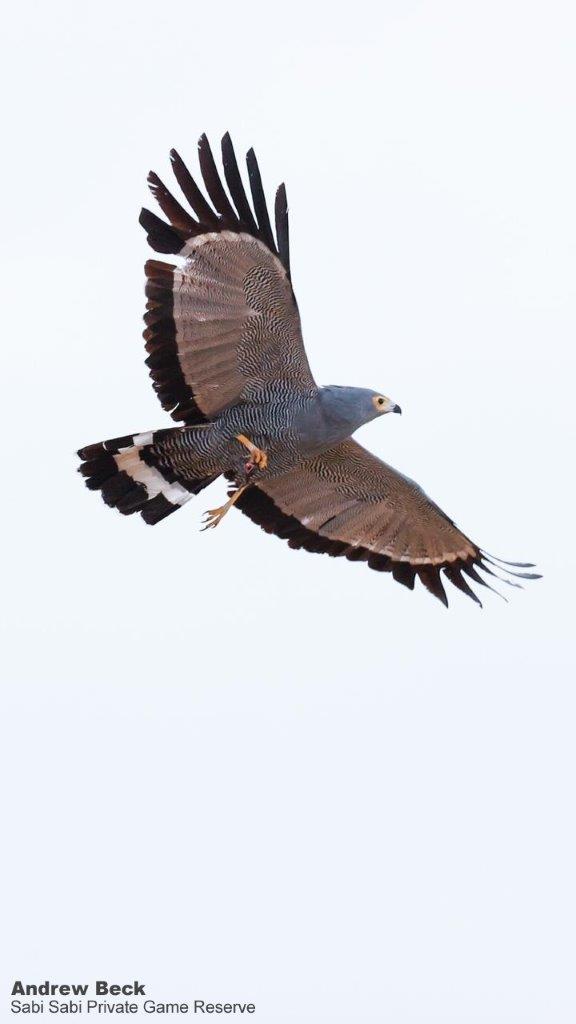 28Andrew Beck African Harrier Hawk Final