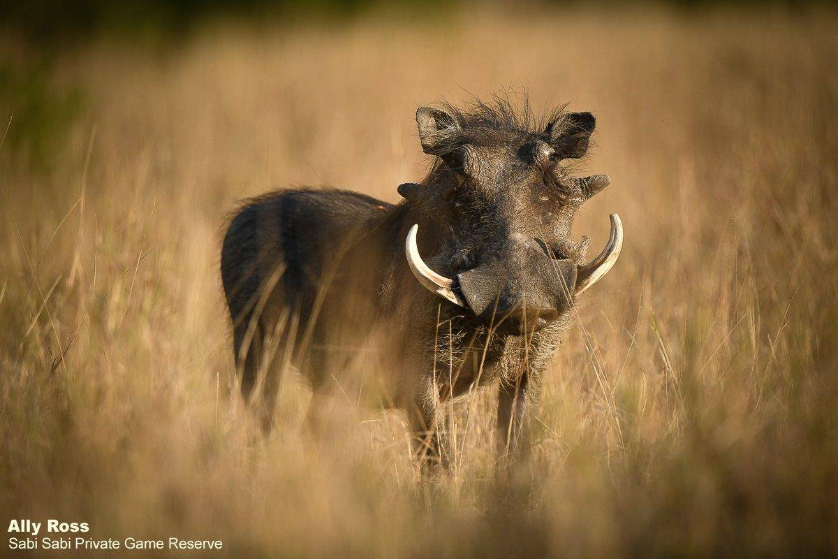 29Ally Ross 20200623 Warthog 01 Final